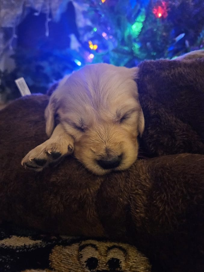Third photo of Sky, a cute Golden Retriever puppy.